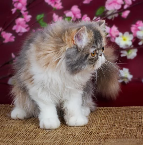 Gattini persiani | Foto 1