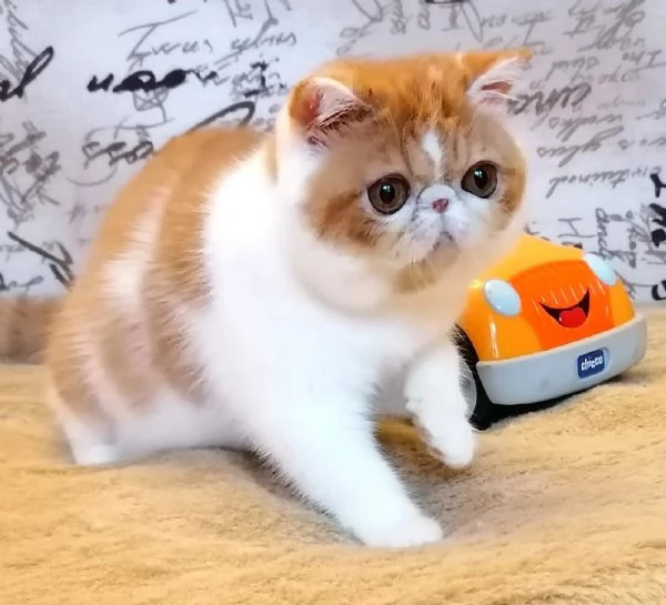 Gattini persiani | Foto 0