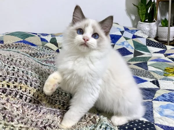 Gattini Ragdoll | Foto 4