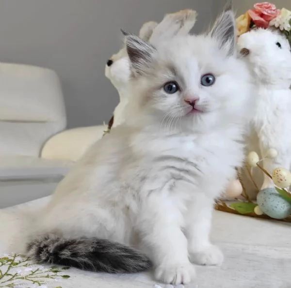Gattini Ragdoll | Foto 3