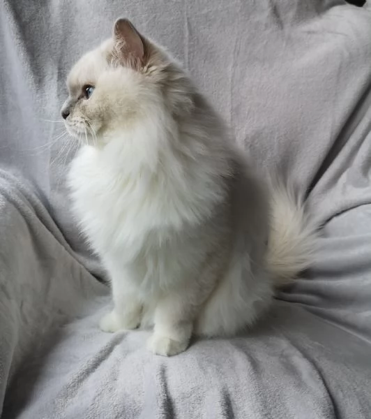 Gattini Ragdoll | Foto 2