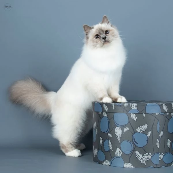 Gattini Ragdoll