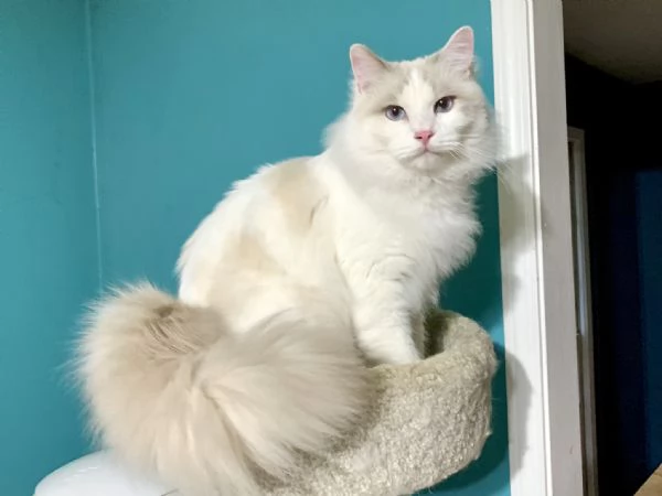 Gattini Ragdoll | Foto 1