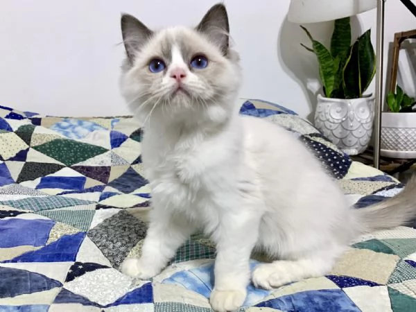 Gattini Ragdoll | Foto 0