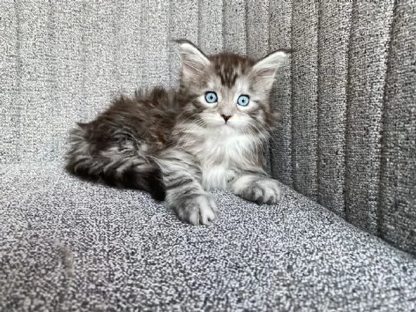 Gattini coon principali | Foto 6