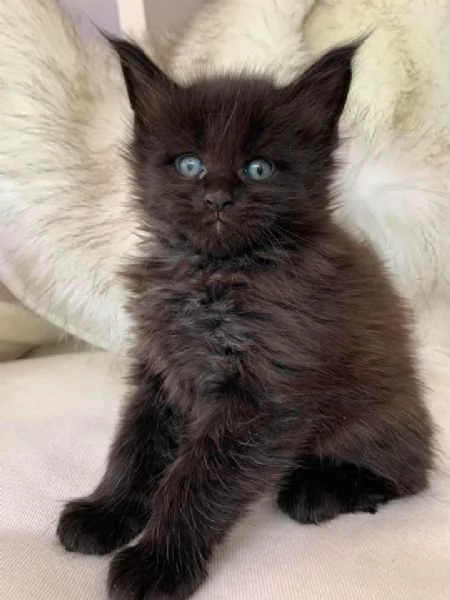 Gattini coon principali