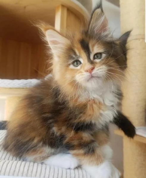 Gattini coon principali | Foto 5