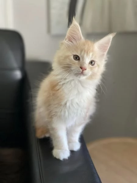 Gattini coon principali | Foto 4