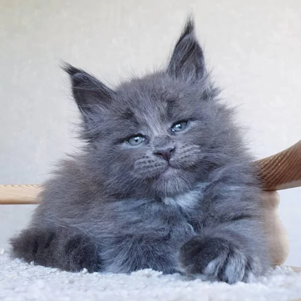 Gattini coon principali | Foto 3