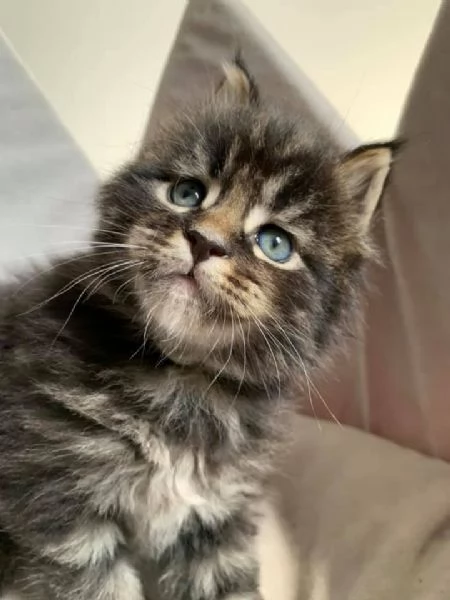 Gattini coon principali | Foto 2