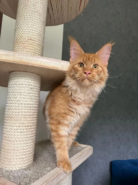 Gattini coon principali | Foto 1