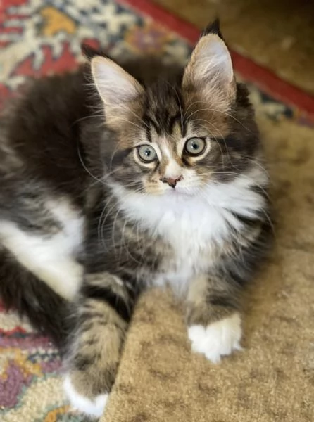 Gattini coon principali | Foto 0