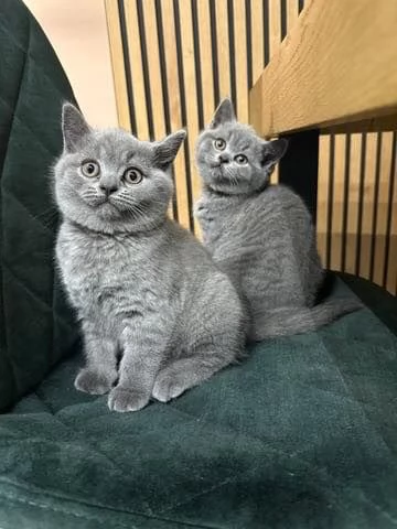 Due cucciole british shorthair