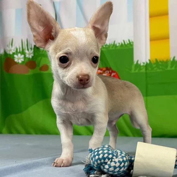 Regalo cuccioli di chihuahua Mini toy cuccioli di chihuahua mini toy , ancora disponibili un maschio