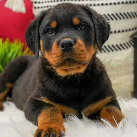  Regalo ROTTWEILER CUCCIOLI (MASCHIO E FEMMINA) bellissimo cuccioli di rottweiler (maschio e femmina