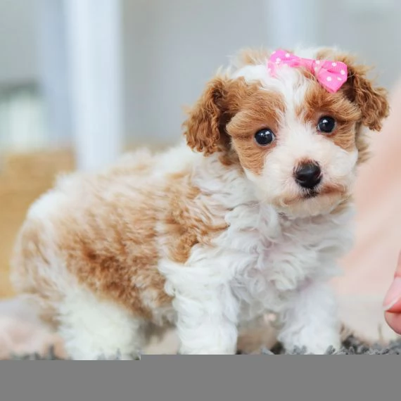 Regalo abbiamo cuccioli di barboncino sono barboncino di dimensioni standard . sono registrati AKC. 