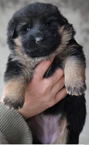 Regalo ALLEVAMENTO cane Australian Cattle Ho bellissimi cuccioli cane Australian Cattle pronti per l