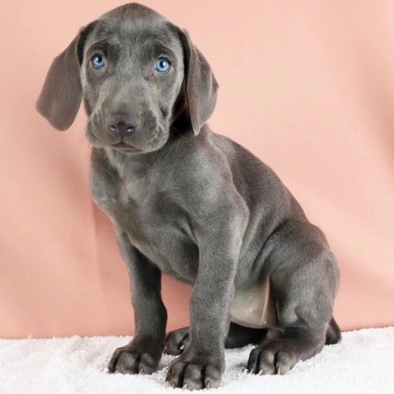 REGALO Cuccioli Weimaraner Ciao siamo un piccolo allevamento amatoriale abbiamo a disposizone degli 