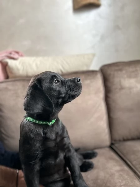 Vendo ultimo cucciolo Labrador maschio nero