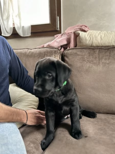 Vendo ultimo cucciolo Labrador maschio nero | Foto 1