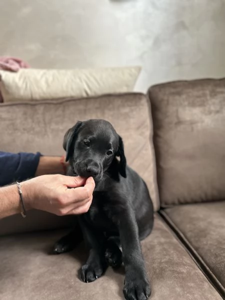 Vendo ultimo cucciolo Labrador maschio nero | Foto 0