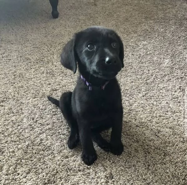 Disponibili cuccioli di Labrador Retriever maschi e femmine 