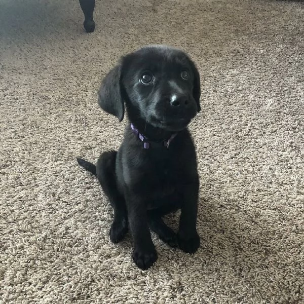 Disponibili cuccioli di Labrador Retriever maschi e femmine  | Foto 0