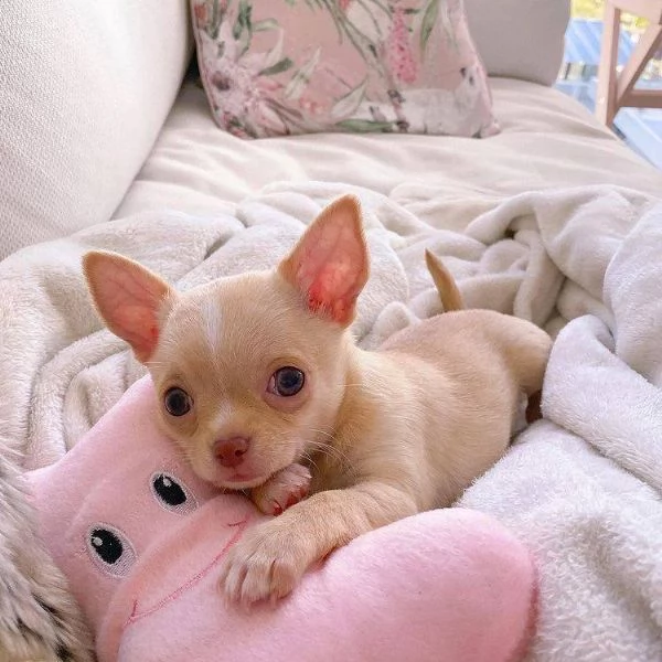 adorabili cuccioli di chihuahua in cerca di una nuova casa