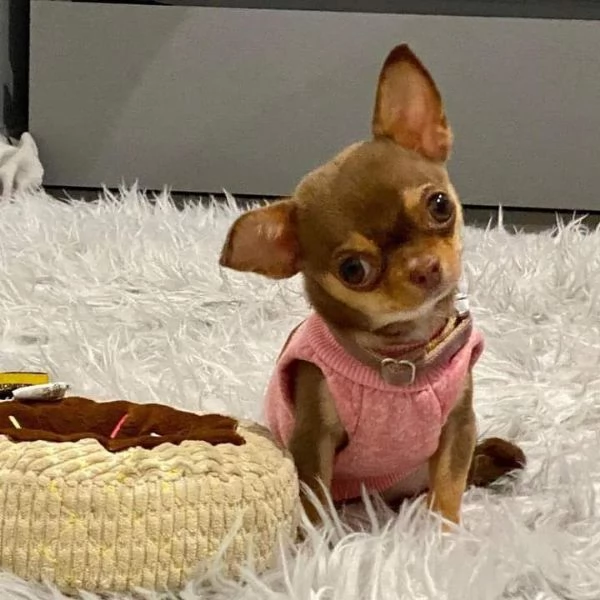 adorabili cuccioli di chihuahua in cerca di una nuova casa | Foto 0