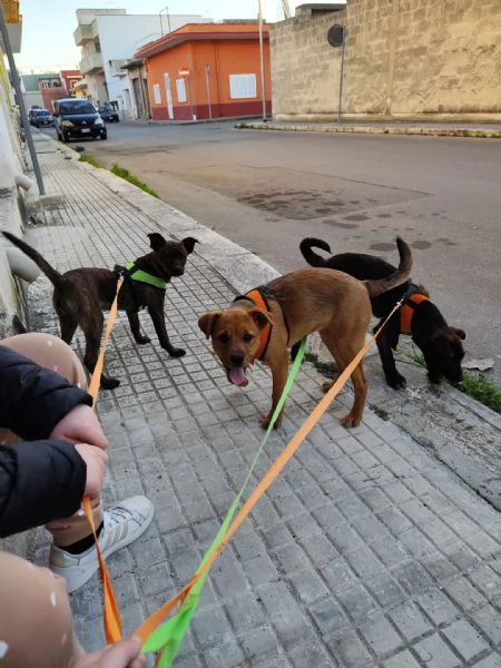 3 cuccioli di taglia medio-piccola cercano casa | Foto 4