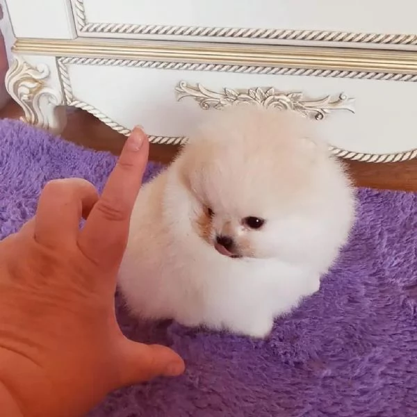 Bellissimo mini cucciolo di Pomerania