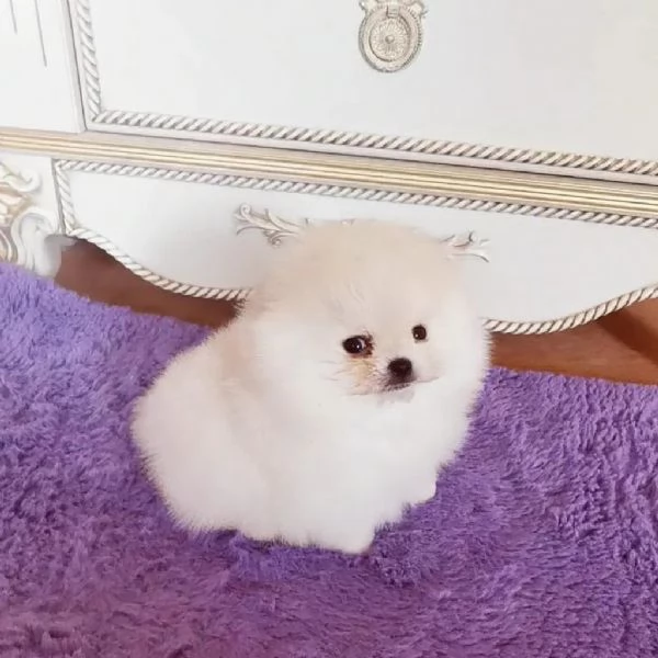 Bellissimo mini cucciolo di Pomerania | Foto 1