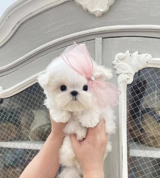 Cuccioli di maltese in adozione