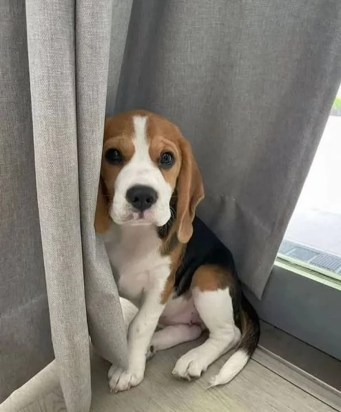  Regalo cuccioli di Beagle cuccioli di Beagle , ancora disponibili un maschio e una femmina . I cucc