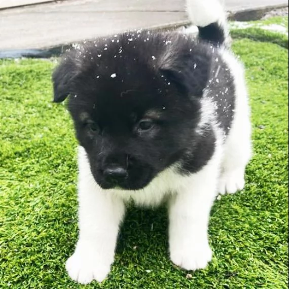   Regalo Akita Splendidi cuccioli.. tutti vaccinati,sverminati,microchippati e con certificato contr