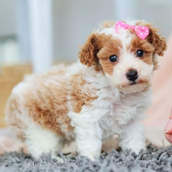 Regalo abbiamo cuccioli di barboncino sono barboncino di dimensioni standard . sono registrati AKC. 