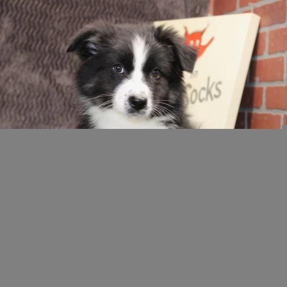 adorabili cuccioli pastore australiano femminucce e maschietti disponibili i cuccioli sono vaccinati