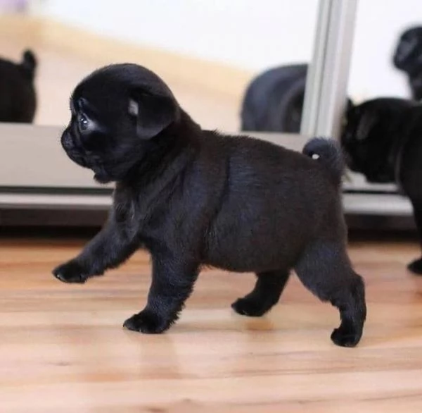  REGALO Cuccioli carlino Ciao siamo un piccolo allevamento amatoriale abbiamo a disposizone degli sp