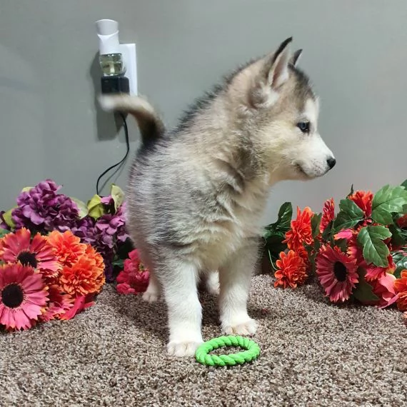Regalo cuccioli Siberian Husky Maschio e Femmina Abbiamo disponibili cuccioli di Siberian Husky Masc