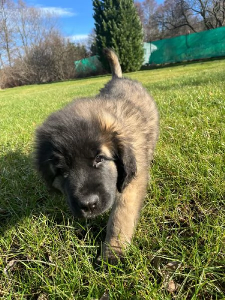 leonberger