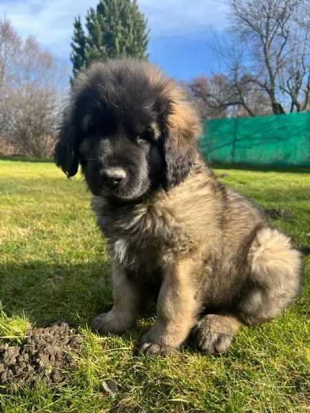leonberger | Foto 0