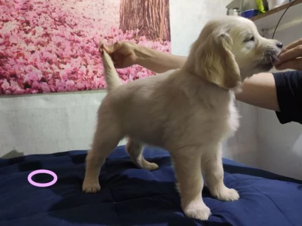 Labrador cuccioli | Foto 0