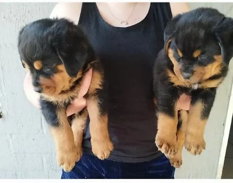 Vendo cucciola rottweiler di 65 giorni
