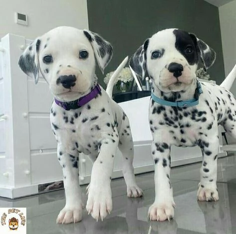 cuccioli di dalmata