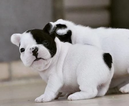 Vendo Bulldog francese maschio e femmina