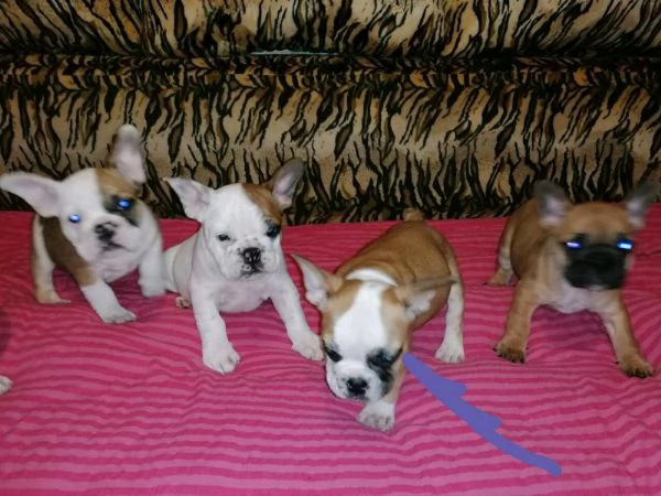 Vendo Bulldog francese maschio e femmina | Foto 2