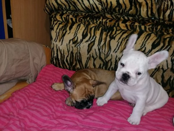 Vendo Bulldog francese maschio e femmina | Foto 1