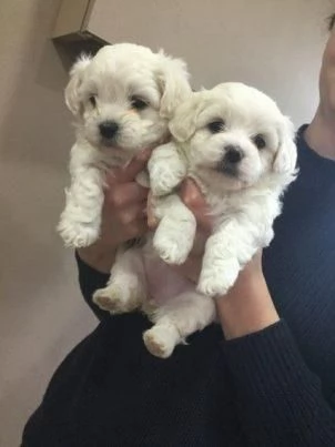 Mini Toy Cuccioli Maltesi Maschi e Femmine | Foto 1