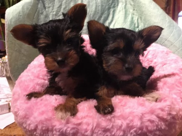 Cuccioli di Yorkie maschi e femmine | Foto 1