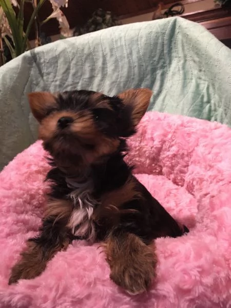 Cuccioli di Yorkie maschi e femmine | Foto 0